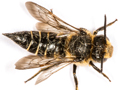 Coelioxys inermis